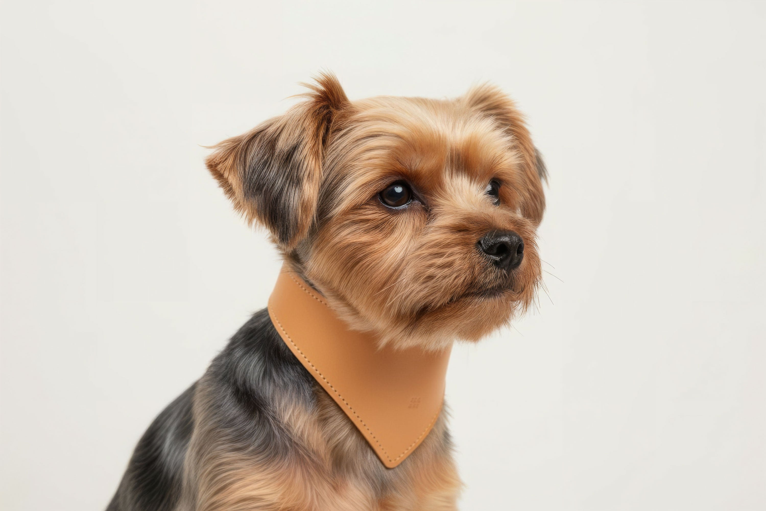 Dog Collar Brown Colour Leather Vegetable Tanned Modern Minimal Design Premium Quality Atelier Madre Manuel Dreesmann Barcelona Spain