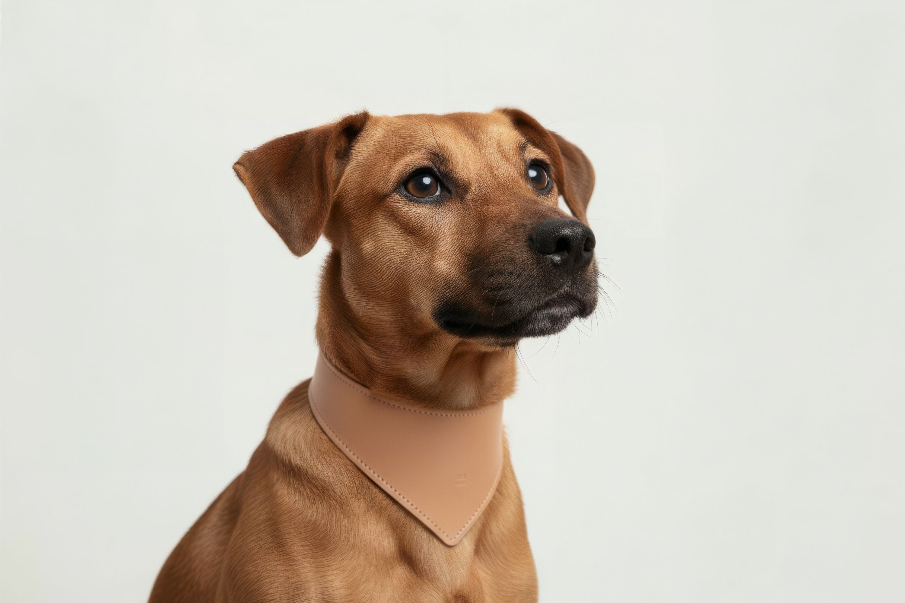 Dog Collar Natural Colour Leather Vegetable Tanned Modern Minimal Design Premium Quality Atelier Madre Manuel Dreesmann Barcelona Spain