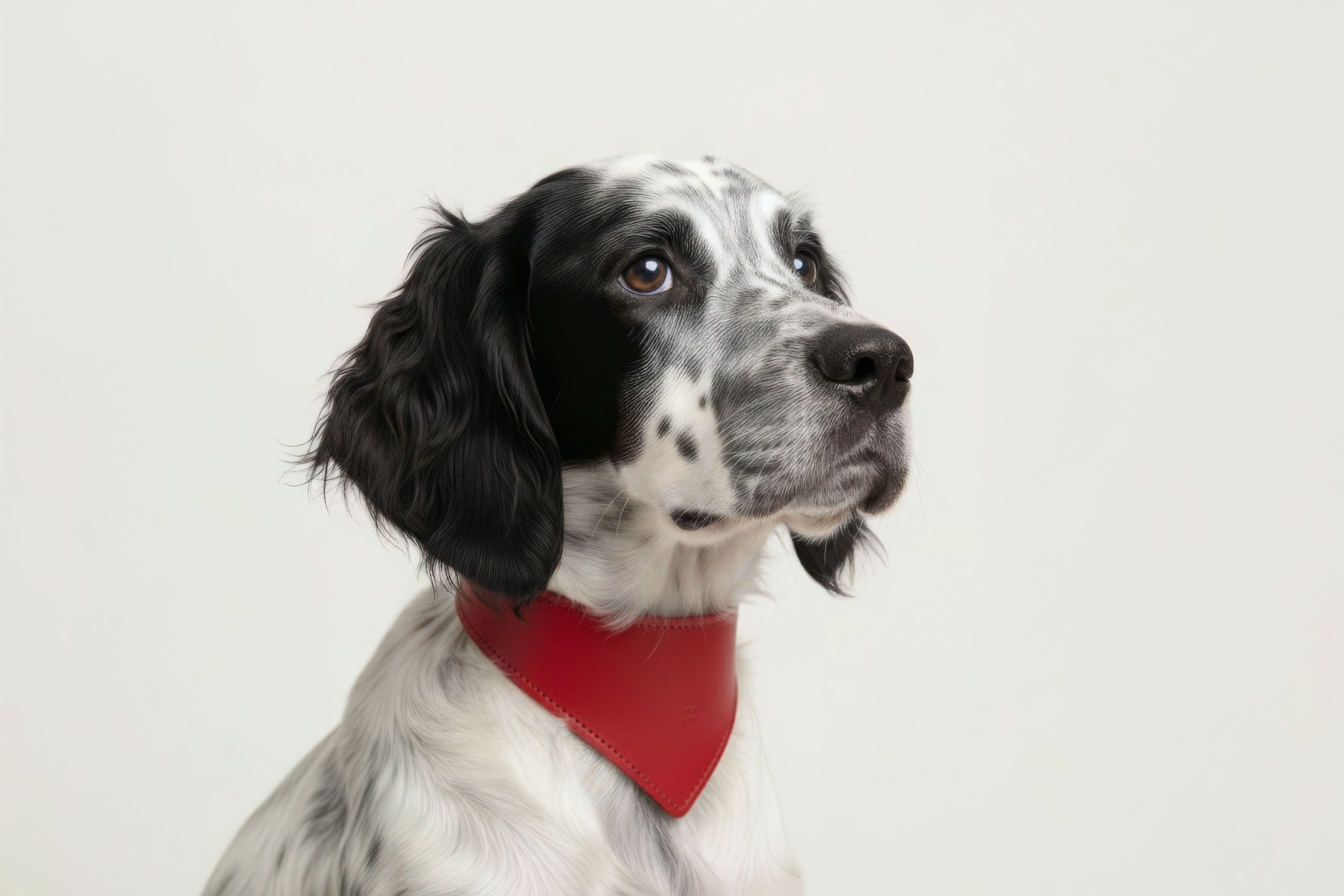 Dog Collar Red Colour Leather Vegetable Tanned Modern Minimal Design Premium Quality Atelier Madre Manuel Dreesmann Barcelona Spain