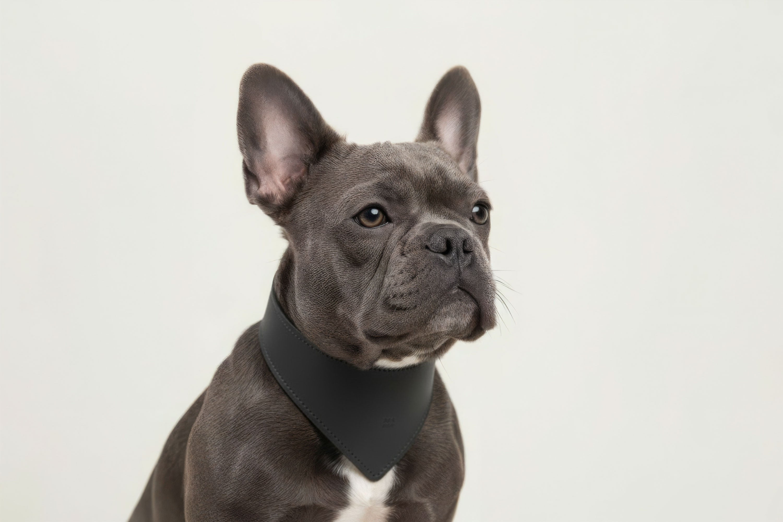 Dog Collar Black Colour Leather Vegetable Tanned Modern Minimal Design Premium Quality Atelier Madre Manuel Dreesmann Barcelona Spain