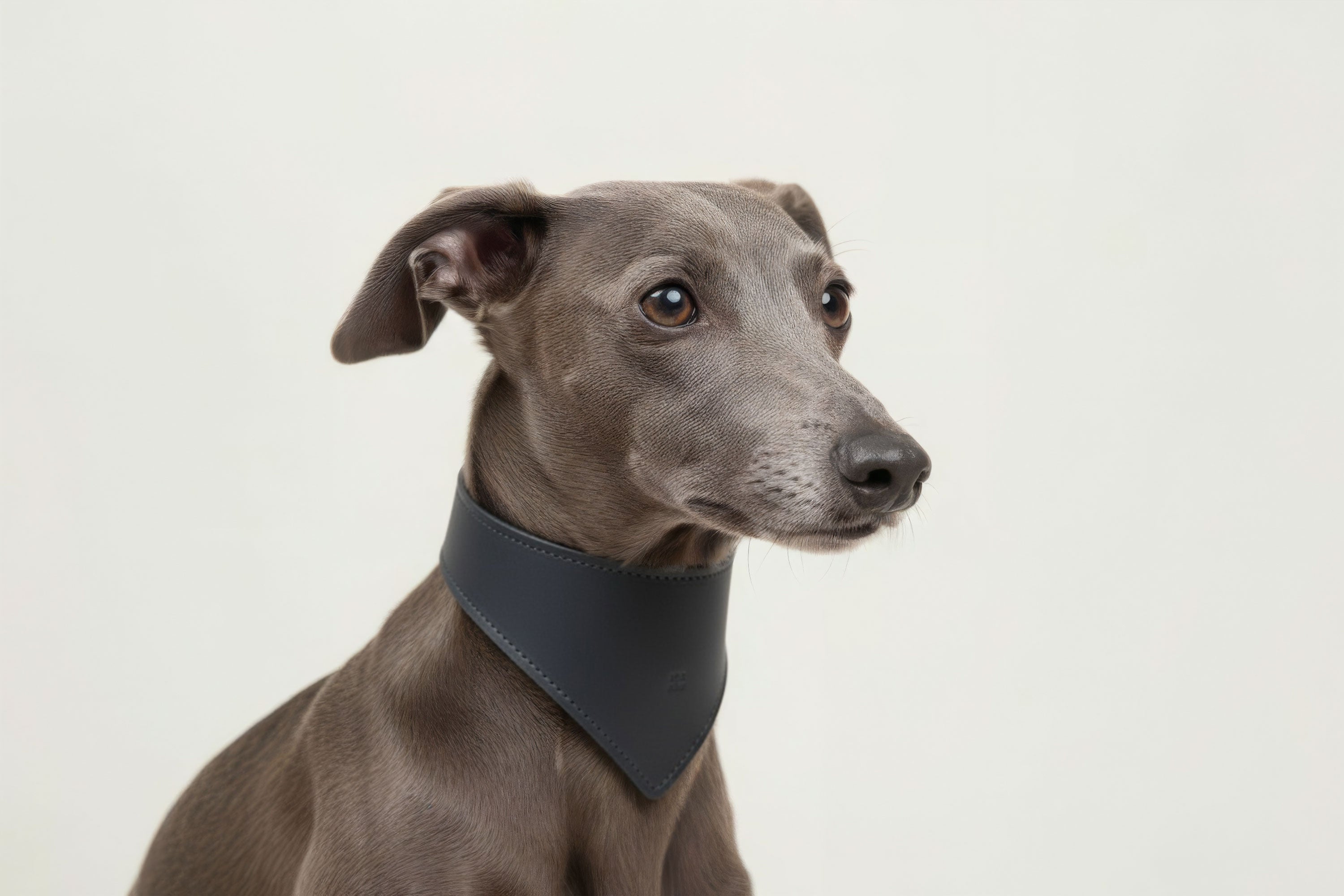 Dog Collar Marine Blue Colour Leather Vegetable Tanned Modern Minimal Design Premium Quality Atelier Madre Manuel Dreesmann Barcelona Spain