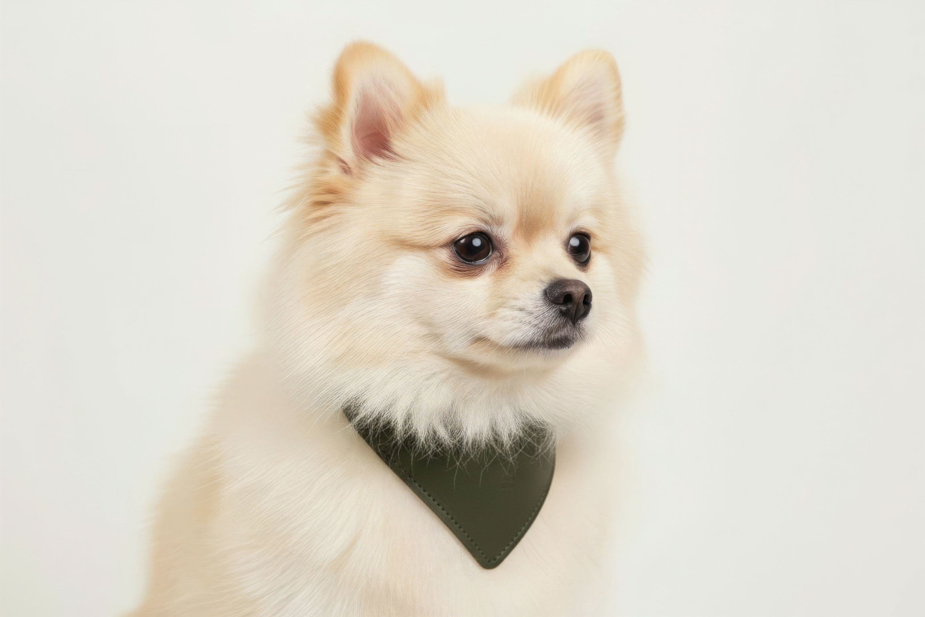 Dog Collar Olive Green Colour Leather Vegetable Tanned Modern Minimal Design Premium Quality Atelier Madre Manuel Dreesmann Barcelona Spain