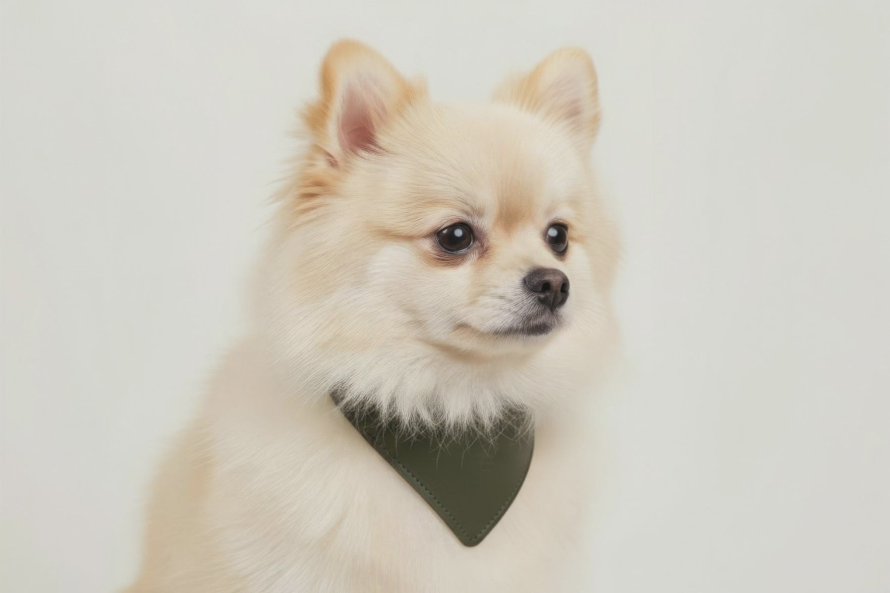 Dog Collar Olive Green Colour Leather Vegetable Tanned Modern Minimal Design Premium Quality Atelier Madre Manuel Dreesmann Barcelona Spain