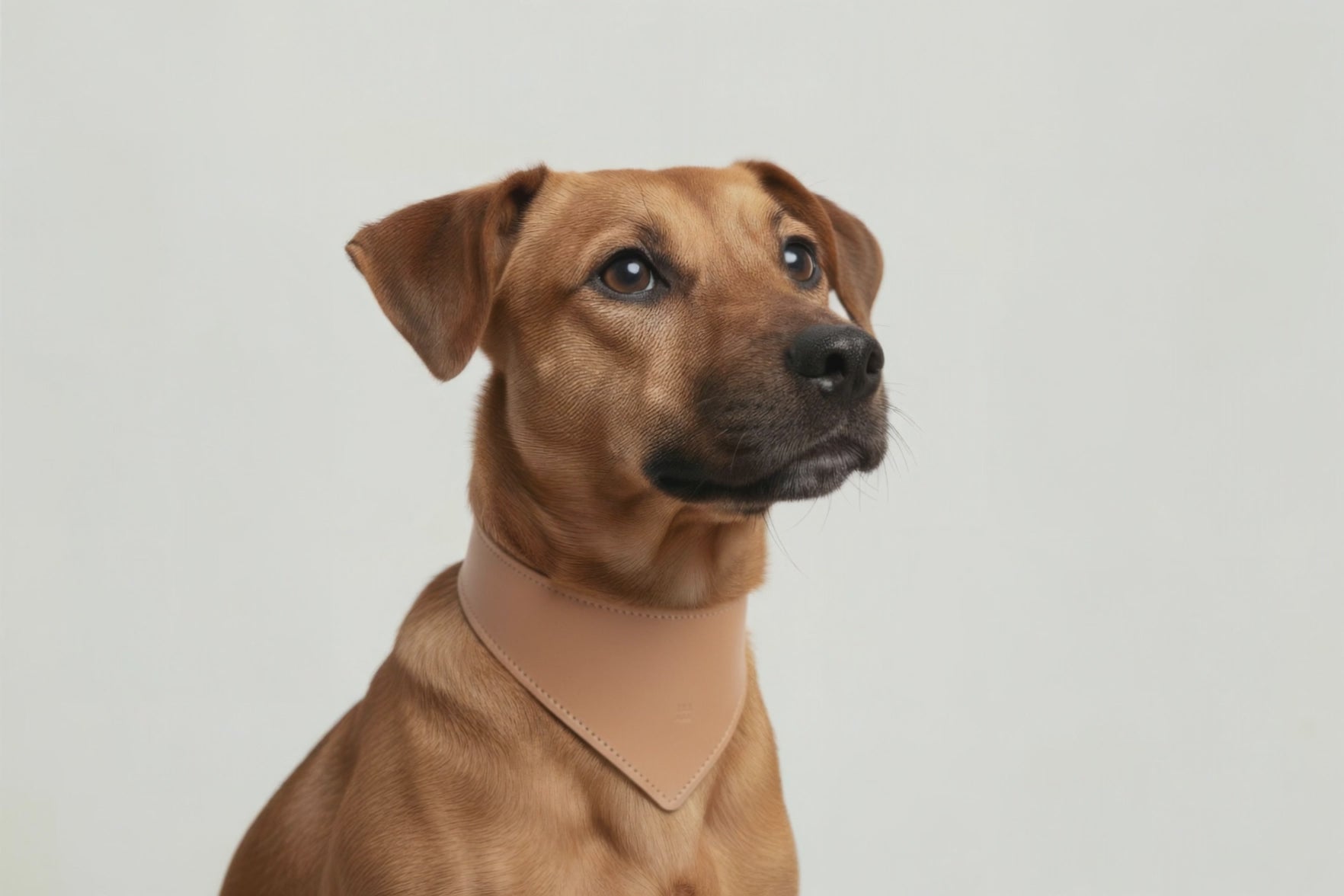 Dog Collar Natural Colour Leather Vegetable Tanned Modern Minimal Design Premium Quality Atelier Madre Manuel Dreesmann Barcelona Spain