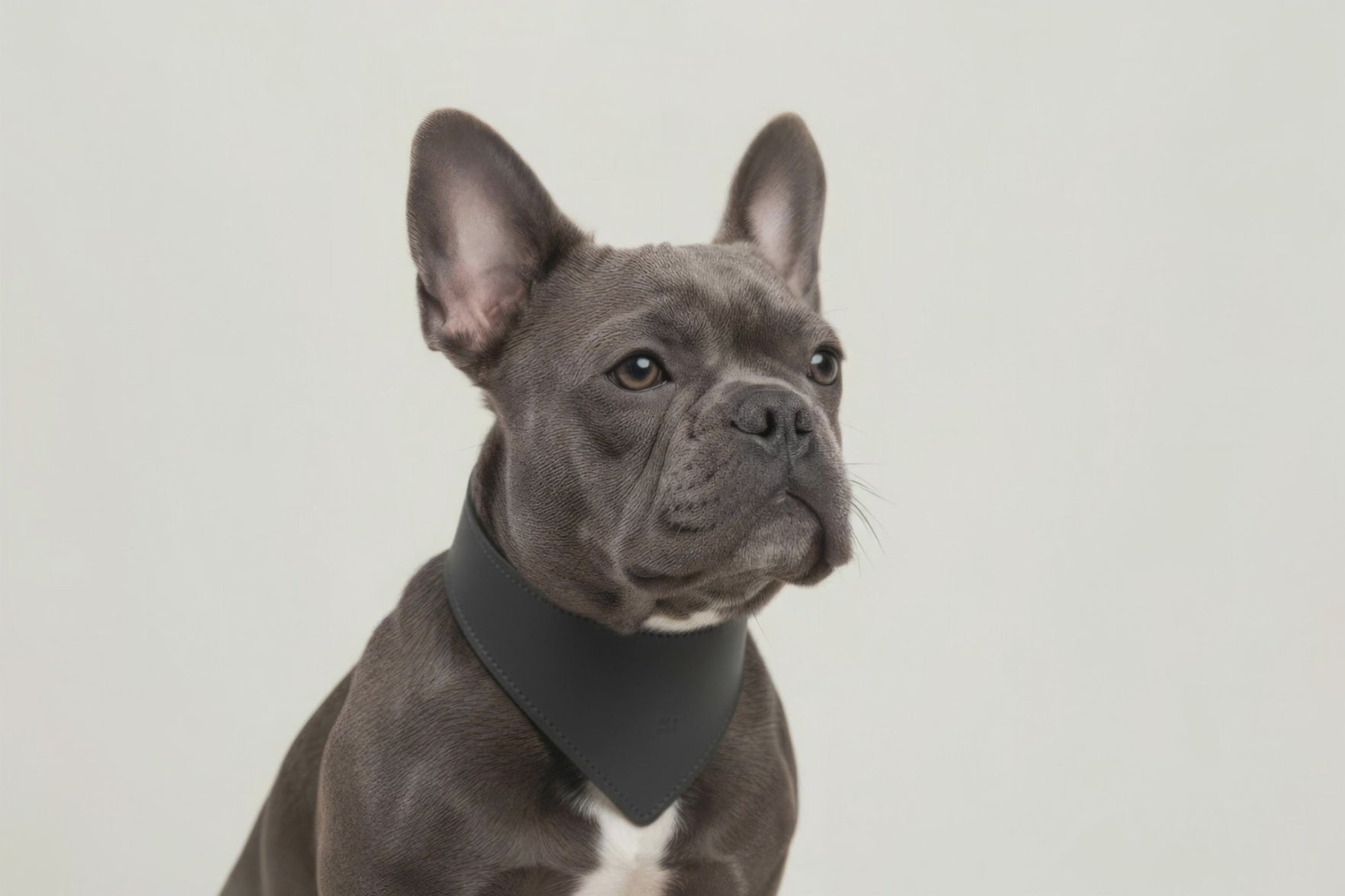 Dog Collar Black Colour Leather Vegetable Tanned Modern Minimal Design Premium Quality Atelier Madre Manuel Dreesmann Barcelona Spain