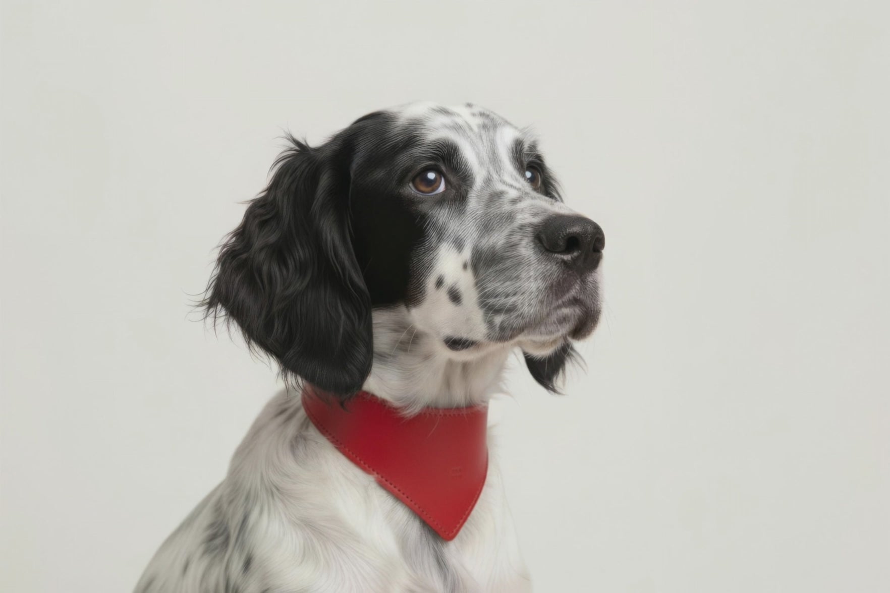 Dog Collar Red Colour Leather Vegetable Tanned Modern Minimal Design Premium Quality Atelier Madre Manuel Dreesmann Barcelona Spain