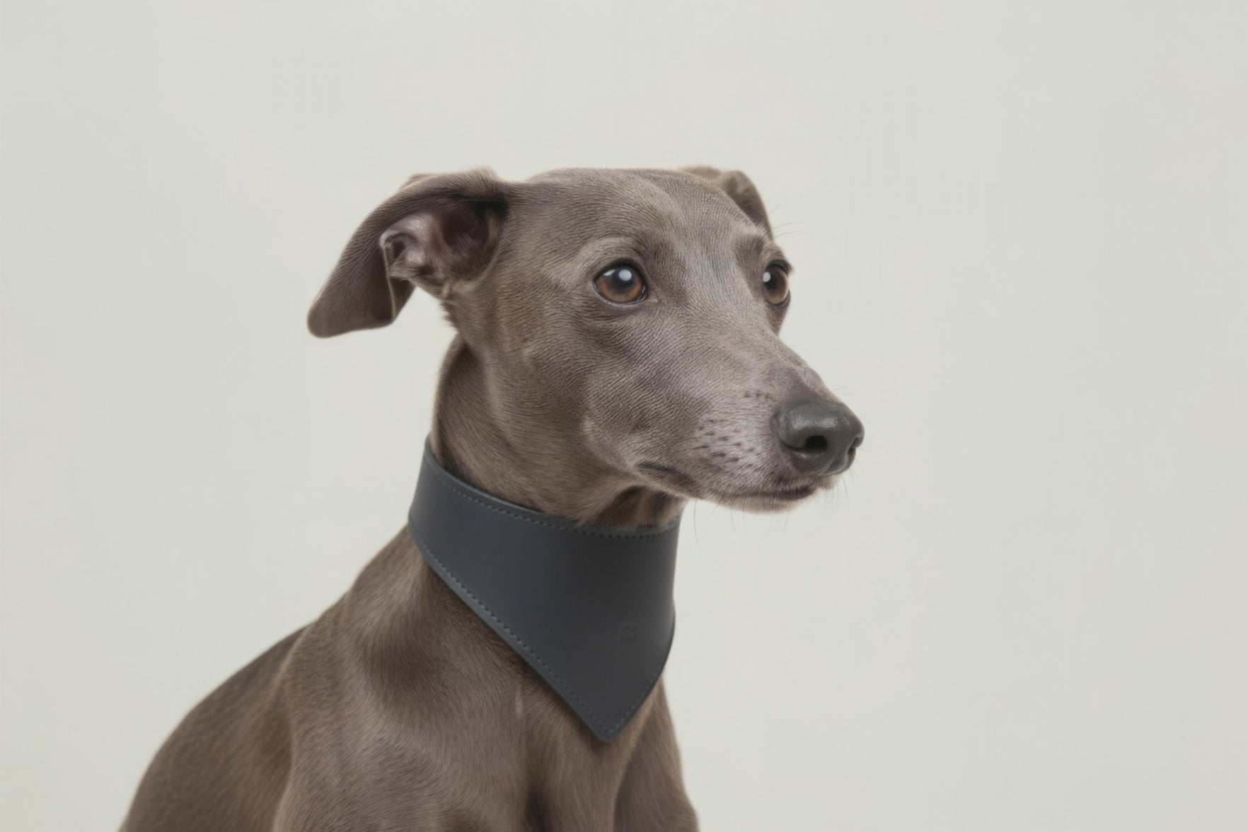 Dog Collar Marine Blue Colour Leather Vegetable Tanned Modern Minimal Design Premium Quality Atelier Madre Manuel Dreesmann Barcelona Spain